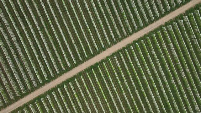 Top-down aerial view of blooming apple orchard in Limousin France with neat rows of trees and dirt path creating geometric pattern