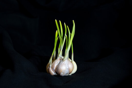 Head of garden garlic with green stems. Allium sativum. Vegetable garden garlic. Onion family. Agricultural plant. Green leaves of the plant. Spring vegetable seedlings.