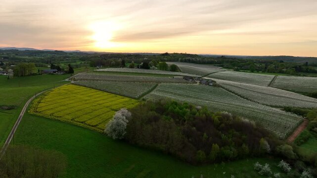 Aerial sunset view of apple orchard in Limousin France with rows of blooming trees yellow rapeseed field farm buildings and rolling green hills under golden sky