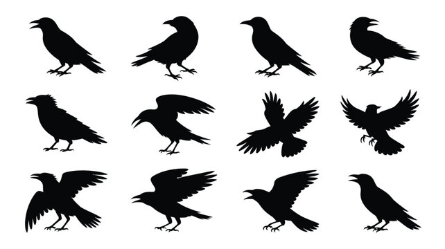 Silhouettes of black crows in various poses standing flying and perching against a white background isolated and detailed minimalist design vector illustration