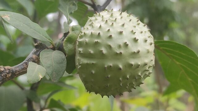 &ldquo;Macro Shot of Datura Metel Seed Pod with Sharp Spines in Natural Light&rdquo;