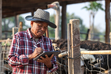 Elderly farmer uses digital tablet on exotic animal farm displaying modern agricultural management. Farmer inspecting ostriches on rural farm, sustainable farming © Pituk