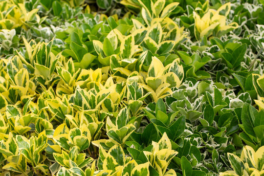 Lush Variegated Euonymus Japonicus Shrub Background with Golden and Green Leaves