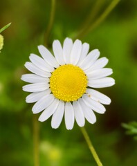 Fototapeta premium daisy flower closeup