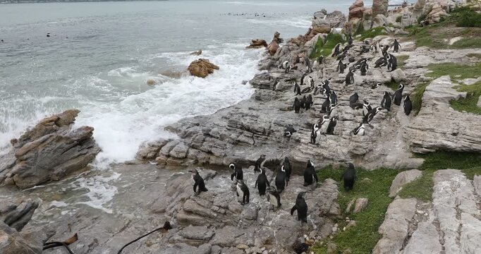 penquins, Betty's Bay, Western Cape, South Africa