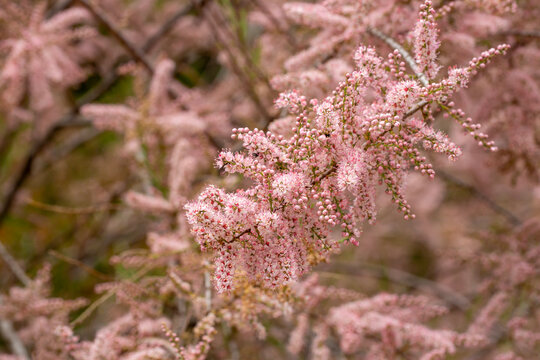 Delicate Pink Flowers of Tamarix Tetrandra (Four-Stamen Tamarisk) Blooming in Spring