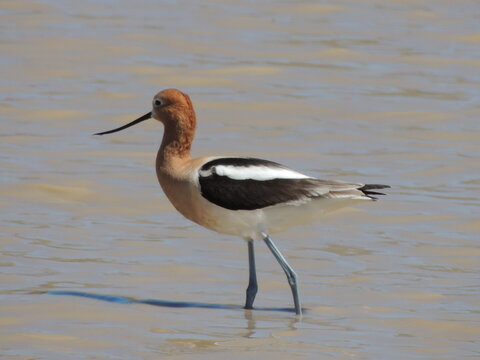 A sandpiper looks for a meal in the shallows