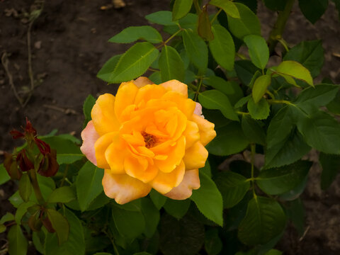 Close-up on the yellow flower of Rosa 'Doris Tysterman'. Garden rose blooming in summer. Hybrid tea rose.
