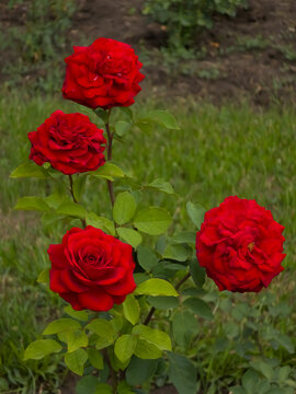 Red flowers of Rosa "Edith Piaf". Garden rose blooming in summer. Hybrid Tea Rose.