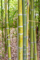 Obraz premium Vertical View of Green Bamboo Stems (Bambusoideae) in a Dense Grove