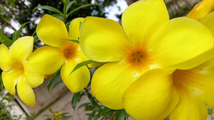 Obraz premium Close up of golden trumpet ornamental flower or allamanda (Allamanda cathartica) in the yard or garden.