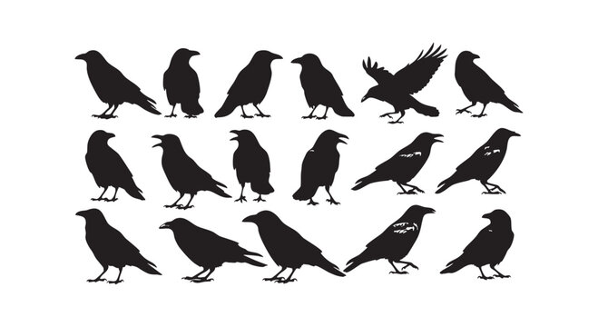 Silhouette collection of crows and ravens in various poses for nature and gothic design themes.