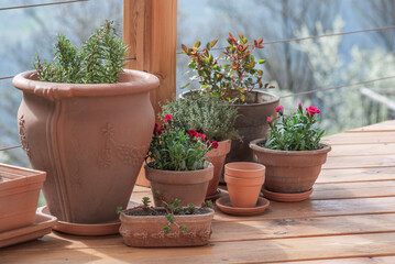Fototapeta premium flowers and aromatic plants potted on the floor of a wooden terrace in terracotta flower pots with trees in garden background