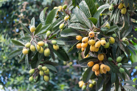 N&eacute;flier portant de nombreux fruits