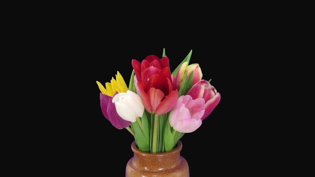 Time lapse of opening colorful tulips bouquet in a vase isolated on black background