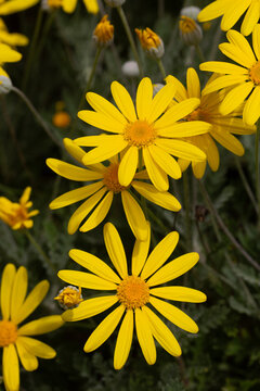 Vibrant Yellow Flowers of Euryops Pectinatus (Grey-Leaved Euryops) Blooming in Spring