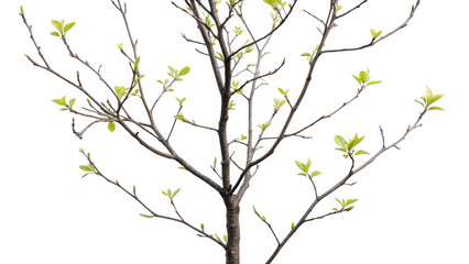 Fototapeta premium Bare tree branches with new green leaves growing as isolated element