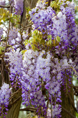 Obraz premium Cascading Purple Flowers of Wisteria Sinensis (Chinese Wisteria) Blooming in Spring
