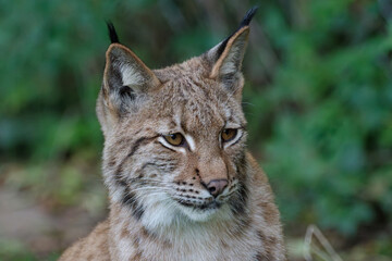 Eurasian Lynx Portrait © Martin