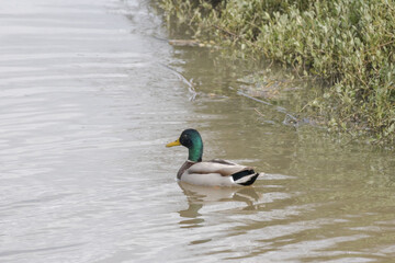 Fototapeta premium Mallard duck swimming peacefully on Tagus River in Portugal