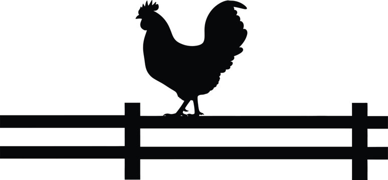 Silhouette of a Rooster Perched on a Wooden Fence.