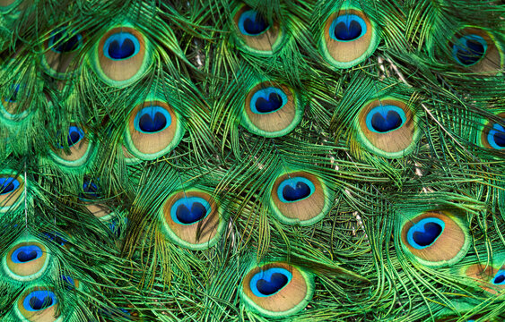 Peacock feather pattern, bright green - blue bird tail texture
