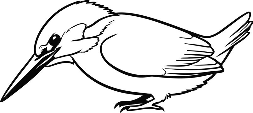 Detailed Line Drawing of a Kingfisher Bird in Profile.