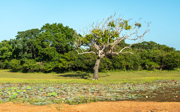 Picturesque morning landscapes