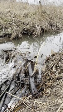 a little river flowing through a beaver dam
