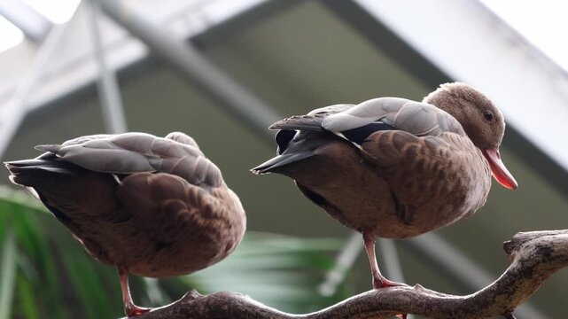 Two brown ducks on a branch, one with head tucked in feathers and the other standing upright, amidst lush green foliage in a natural setting