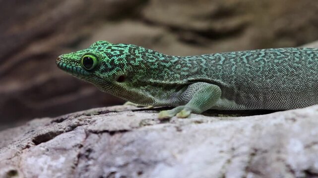 Green patterned lizard moves gracefully over a rock, highlighting its unique scales and the textured background of its natural environment