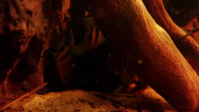Tropical fish navigate through submerged wood and sandy substrate in an underwater habitat, with particles suspended in the water enhancing the scene's depth