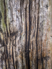 Obraz premium Weathered old wood texture with rough surface and natural grain, creating rustic vintage background