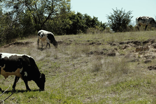 Young cows grazing in Texas farm field with copy space on background.