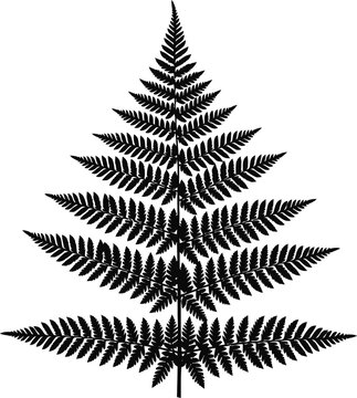 Detailed Silhouette of a Fern Frond.