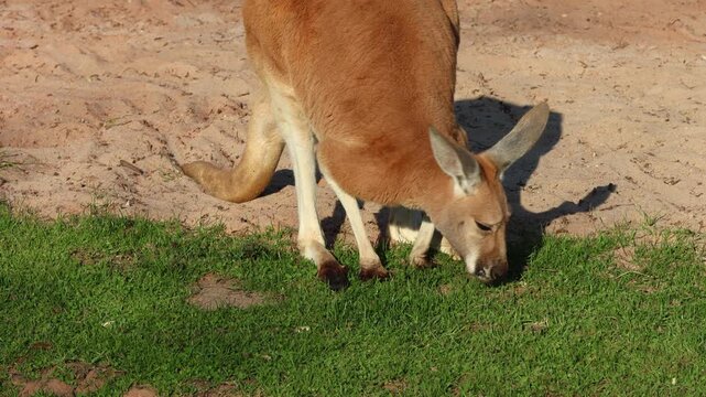 Kangaroo bends down to graze on grass in a natural outdoor environment, highlighting its posture and feeding behavior in a sunny setting