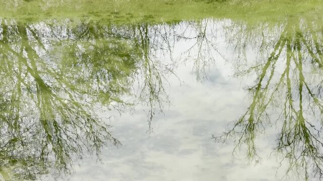 reflections of trees in running water, slow motion