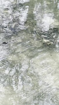 reflections of trees in running water, slow motion