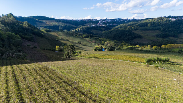 Vista a&eacute;rea de vinhedos em terreno ondulado, com linhas de plantio, estradas rurais e colinas verdes formando uma paisagem agr&iacute;cola ampla e natural no interior.