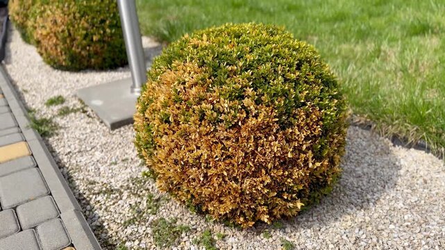 Sick Boxwood Bush in Garden with Dried Brown Leaves Damaged by Box Tree Moth or Disease