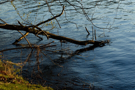 Fallen tree branches extending into Schweriner See water