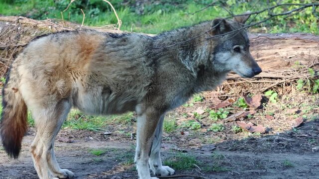 Gray wolf in a natural environment shifts its gaze toward the camera, with lush greenery and a tree trunk visible in the background