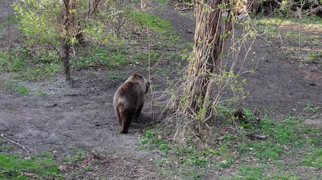 Brown bear moves along a dirt path in a forest, with green grass and budding trees, highlighting the natural wildlife setting and behavior