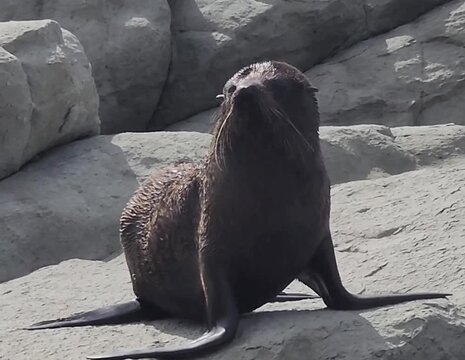 A wildlife scene in Kaikoura, New Zealand, showing a fur seal resting upright on light grey coastal rocks. The animal&rsquo;s wet coat and relaxed posture highlight its natural behaviour.