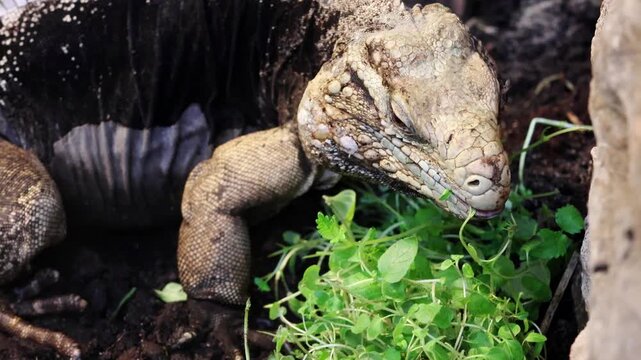 Large lizard consumes green herbs in its habitat, highlighting its unique skin texture and the earthy environment with soil and rocks