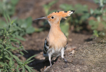 Close-up of an adult Eurasian Hoopoe (Upupa epops) with a fully opened crest, sitting on a rocky surface. © VOLODYMYR KUCHERENKO
