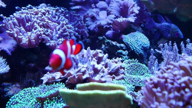 Vibrant coral reef filled with various corals and fish swimming among the colorful underwater flora in a tropical ocean setting