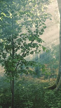 Soft light dances through lush green leaves as morning breaks in a tranquil forest. A lone tree stands tall amidst the serenity, creating a magical atmosphere filled with natures charm.