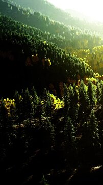 Sunlight filters through tall trees, casting a warm glow over green foliage. Hints of autumn colors peek through, creating a beautiful contrast in the tranquil forest landscape.