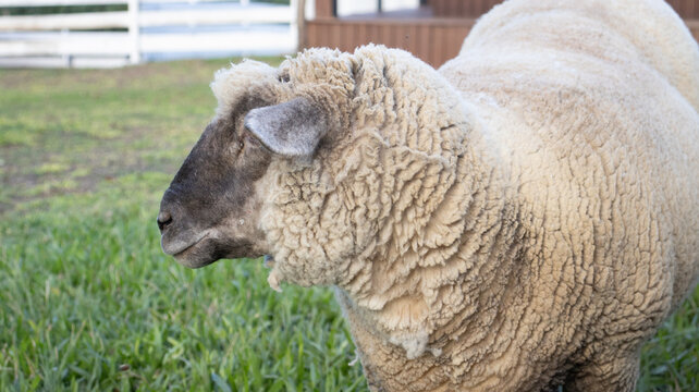 Imagem de ovelha branca em &aacute;rea rural com vegeta&ccedil;&atilde;o ao fundo representando cria&ccedil;&atilde;o animal e pecu&aacute;ria no campo